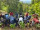 Bupati-Wabup Sidrap Tanam Perdana Porang di Bukit Punjabu