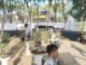 Bonsai dari Sulsel hingga Sulbar Ramaikan Monumen Ganggawa Sidrap