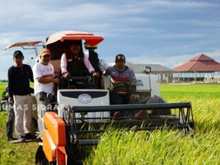 Bupati Sidrap Panen IP 300 di Majjelling, Produktivitas Capai 8 Ton per Hektare