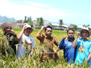 Puasa Tak Surutkan Semangat Panen Raya di Lautang Benteng, Hasil Capai 9–10 Ton per Hektare