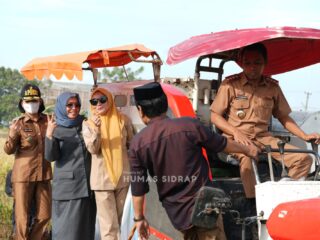 Panen Padi di Salobukkang, Bupati Sidrap Fokus Peningkatan Pendapatan Petani