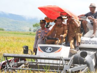Sukacita Panen di Desa Lise, Potret Sinergi Pemkab Sidrap dan Petani Kawal Swasembada Pangan