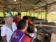 Pemkab Pinrang Turunkan Tim Kesehatan Hewan Sambut Idul Adha 2026