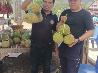 Berburu Durian di Betao Riase Sidrap: Pengunjung Membludak, Omzet Warga Tembus Rp 5 Juta Sehari!