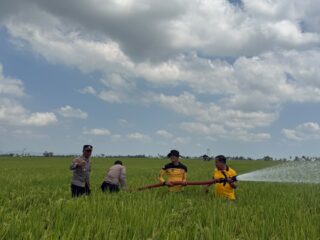 Peduli Petani di Tengah Kemarau, Polres Sidrap Siram Sawah Pakai Water Cannon