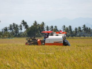 Bupati Syaharuddin Panen Raya di Sumpang Mango, Produktivitas Capai 10,7 Ton per Hektare