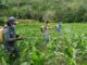 Enrekang Lindungi Petani Lewat Jaminan Gagal Panen.