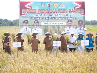 Kegiatan Panen Perdana Di Desa Mario Kecamatan Tanasitolo Dihadiri Bupati Wajo.